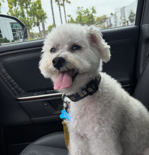 Lori H. • Gaucho • 14-year-old Poodle Mix